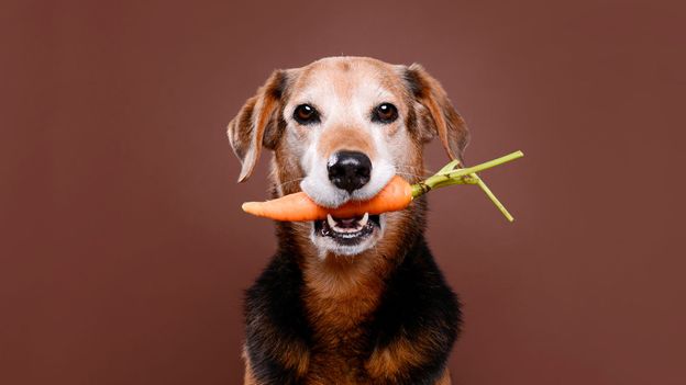 Can you feed cats and dogs a vegan diet