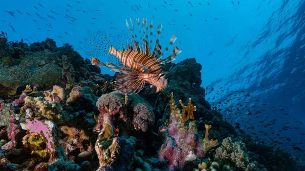 The super-corals of the Red Sea
