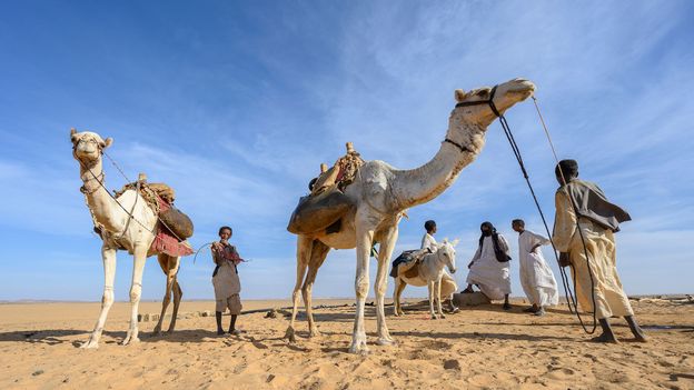 The petroglyphs also reveal how people in modern-day Sudan adapted as the world’s largest desert began to form around them (Credit: Credit: Matt Stirn) The petroglyphs also reveal how people in modern-day Sudan adapted as the world’s largest desert began to form around them (Credit: Credit: Matt Stirn)