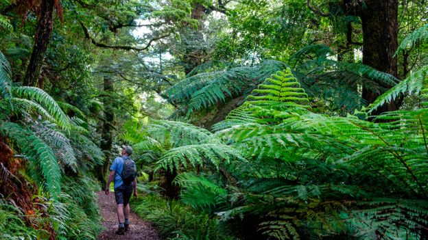 BBC - Travel - The Māori tribe protecting New Zealand’s sacred rainforest