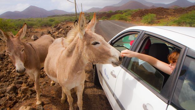 Donkeys were introduced to Ascension Island in the early 19th Century and now roam wild (Credit: Credit: Diane Selkirk)