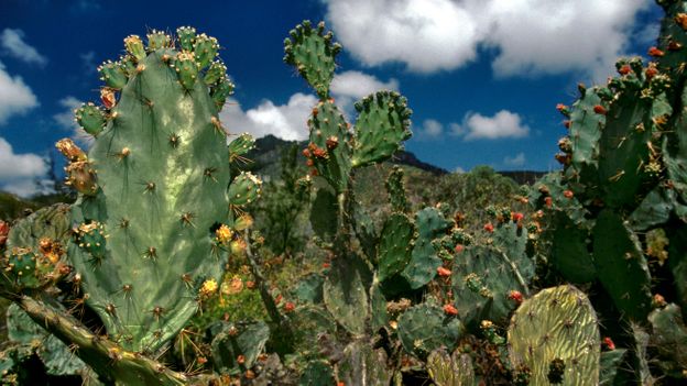 Cacti, introduced by sailors, grow well in the hot lava and add colour to the arid landscape (Credit: Credit: Barry Lewis/Getty Images)