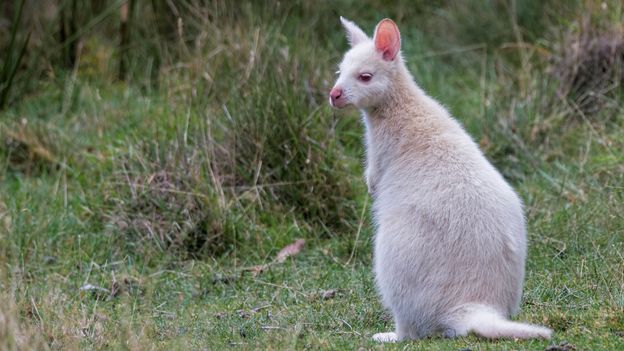 Bruny Island has a thriving population of white wallabies (Credit: Credit: Andrew Haysom/Getty Images) Bruny Island has a thriving population of white wallabies (Credit: Credit: Andrew Haysom/Getty Images)