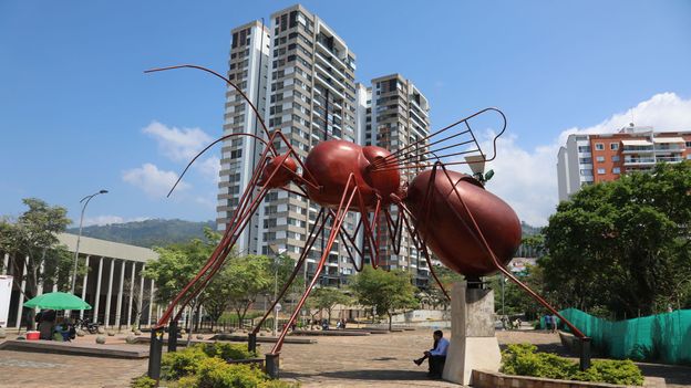 Ants have been eaten in the Santander region for more than 1,000 years and hold a special significance for locals (Credit: Credit: Peter Yeung)