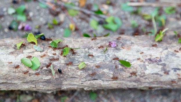 The leafcutter ants live in vast underground tunnels that would extend for miles if laid straight (Credit: Credit: patrickheagney/Getty Images)