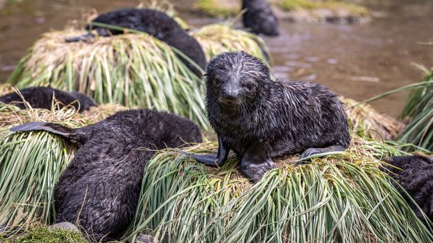 Fur seal creche (Credit: Credit: Bella Falk)