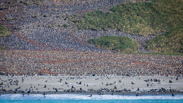 Abundant wildlife (Credit: Credit: Bella Falk)