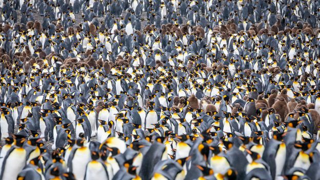 Carpet of penguins (Credit: Credit: Bella Falk)