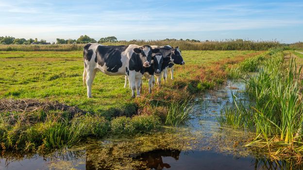 The silty land reclaimed from the sea was unsuitable for growing vegetables or grains (Credit: Credit: Frank Cornelissen/Getty Images) The silty land reclaimed from the sea was unsuitable for growing vegetables or grains (Credit: Credit: Frank Cornelissen/Getty Images)
