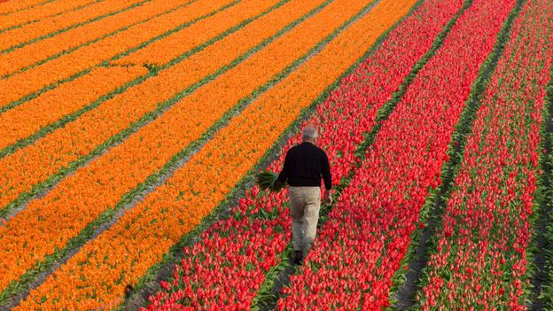 The Netherlands is the loftiest nation on Earth, with Dutch men measuring 182.5cm on average (Credit: Credit: Reza Estakhrian/Getty Images) The Netherlands is the loftiest nation on Earth, with Dutch men measuring 182.5cm on average (Credit: Credit: Reza Estakhrian/Getty Images)
