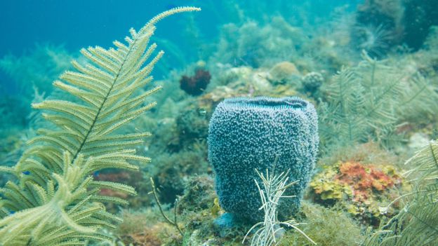 The third-longest barrier reef system on Earth runs along Providencia’s coast (Credit: Credit: Tiernn/Getty Images)