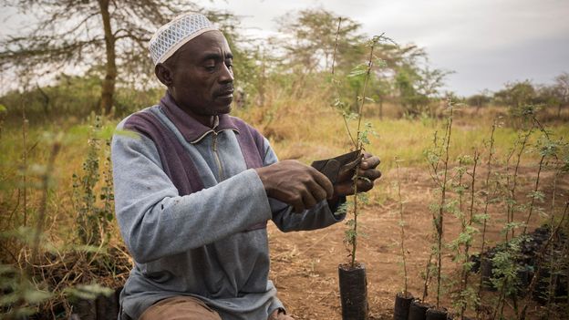 Across Kenya, harambees have helped spur government-wide ecological initiatives (Credit: Credit: Jake Lyell/Alamy)