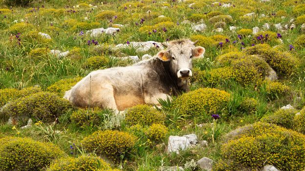 Το γάλα από τις αγελάδες Apulian έχει τη σωστή χημεία για burrata (Credit: Credit: maureen bracewell / Getty Images)