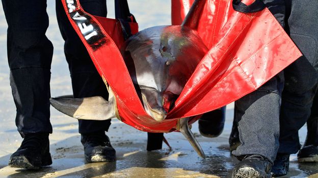The fight to save Cape Cod’s dolphins - BBC Future