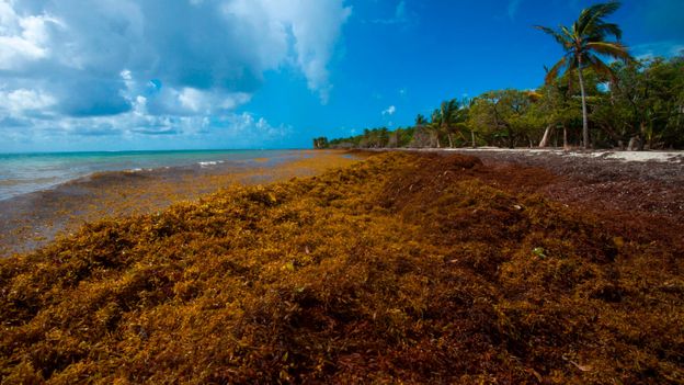 The seaweed bloom that covered an ocean