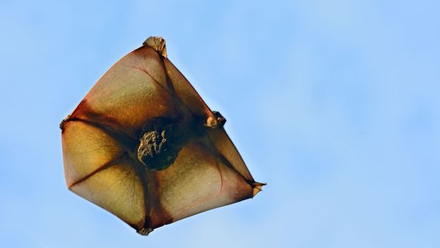 Resembling a kite, colugos can glide up to 150m in the air (Credit: Credit: thawats/Getty Images) Resembling a kite, colugos can glide up to 150m in the air (Credit: Credit: thawats/Getty Images)