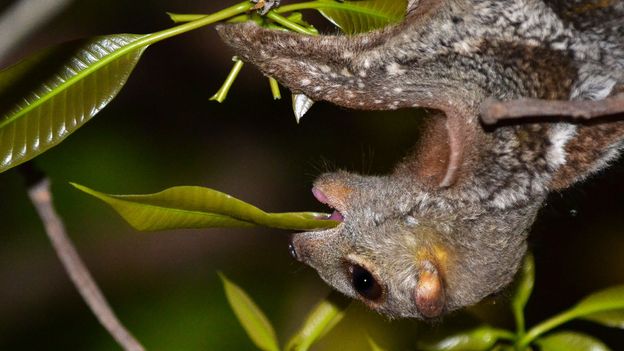 Colugos eat leaves and flowers directly from branches (Credit: Credit: Priscillia Miard) Colugos eat leaves and flowers directly from branches (Credit: Credit: Priscillia Miard)