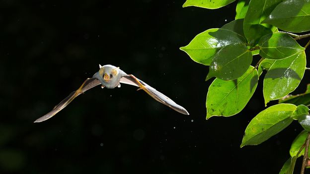 The Caribbean tent-making bat has an average wingspan of just 10cm (Credit: Credit: Christopher Jimenez Nature Photo/Getty Images)