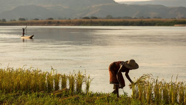 Madagascar has long been a melting pot where both African and Asian rice is cultivated (Credit: Credit: danm/Getty Images) Madagascar has long been a melting pot where both African and Asian rice is cultivated (Credit: Credit: danm/Getty Images)