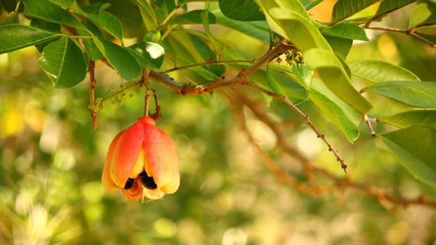 Since ackee is toxic when unripe, it is only safe to pick when the fruit has opened and its yellow pods are visible (Credit: Credit: Scott Craig/Getty Images)