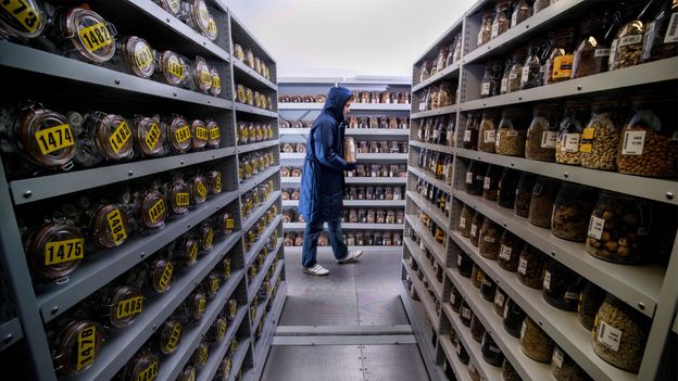 The seed bank that's inadvertently storing fungi