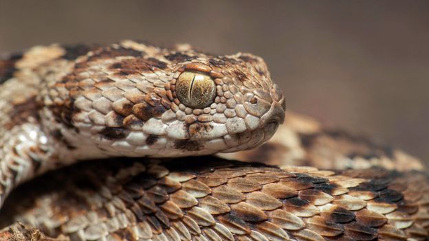 The global fight against snake bites