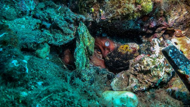 How to heal in the Anthropocene - BBC Future