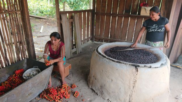 In 2020, the Sateré-Mawé's waraná was awarded a Brazilian Appellation of Origin status (Credit: Credit: Guayapi) In 2020, the Sateré-Mawé's waraná was awarded a Brazilian Appellation of Origin status (Credit: Credit: Guayapi)