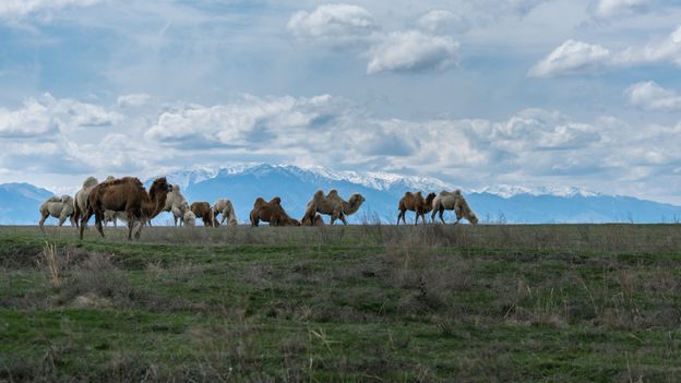 Qurt can be made with horse, sheep or camel milk, depending on the region of production (Credit: Credit: Mindof2/Getty Images) Qurt can be made with horse, sheep or camel milk, depending on the region of production (Credit: Credit: Mindof2/Getty Images)