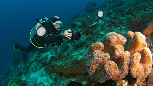 Atauro is located on the southern edge of the Coral Triangle, resulting in exceptional marine biodiversity (Credit: Credit: RGB Ventures/Alamy) Atauro is located on the southern edge of the Coral Triangle, resulting in exceptional marine biodiversity (Credit: Credit: RGB Ventures/Alamy)