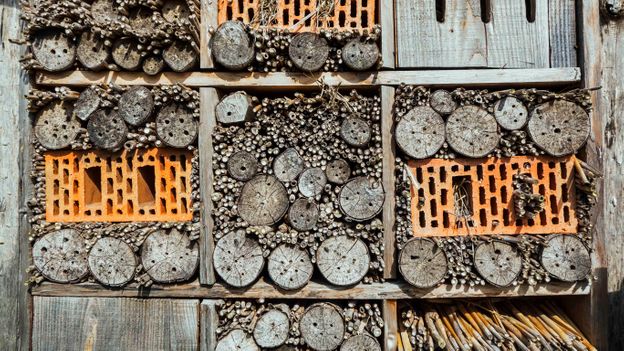 Why we should build for wildlife as well as people - BBC Future