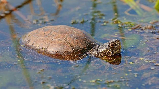 Can a long-lost turtle help to restore Britain's wetlands? - BBC Future