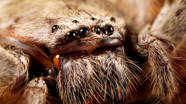 Daddy long legs season: Why you shouldn't kill them, says expert