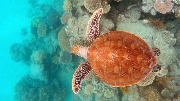 Can indigenous knowledge save the reef?