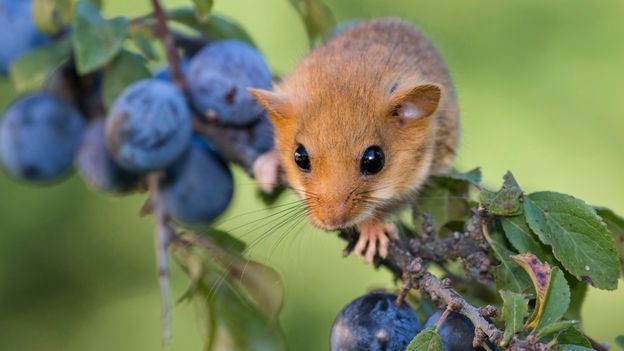 The hidden bustling world of hedgerows