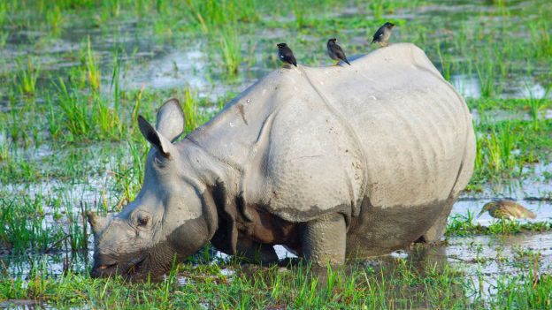 The rhino that became an icon for peace