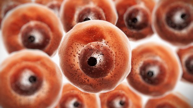 The cells that can give you super-immunity - BBC Future