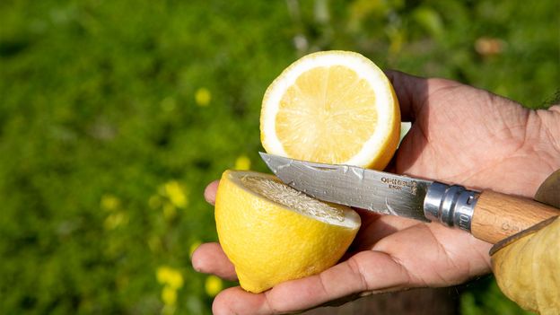 The return of France's lost lemon