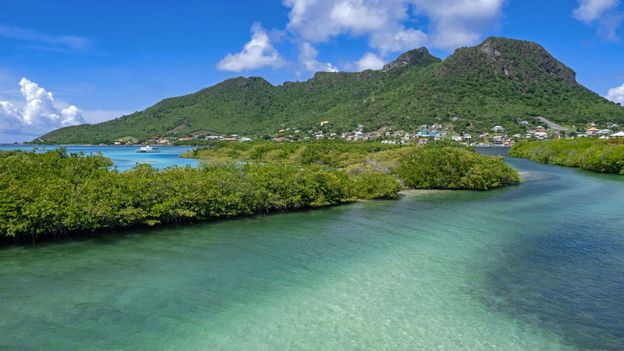 The Caribbean mangrove forest that defied destruction