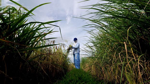 Why seed banks aren't just for doomsday