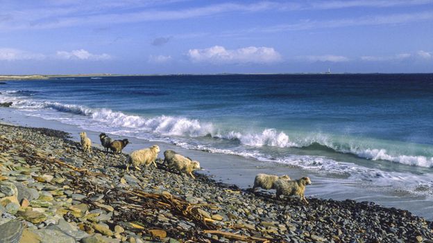 Scotland's rare seaweed-eating sheep - BBC Travel