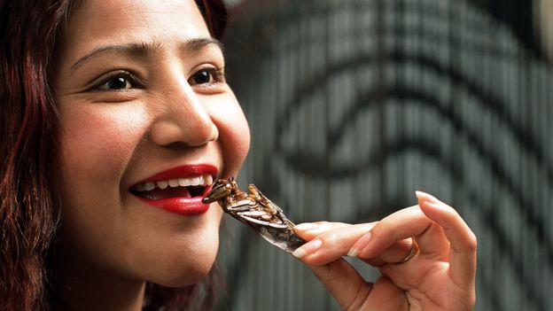 Could grasshoppers really replace beef?