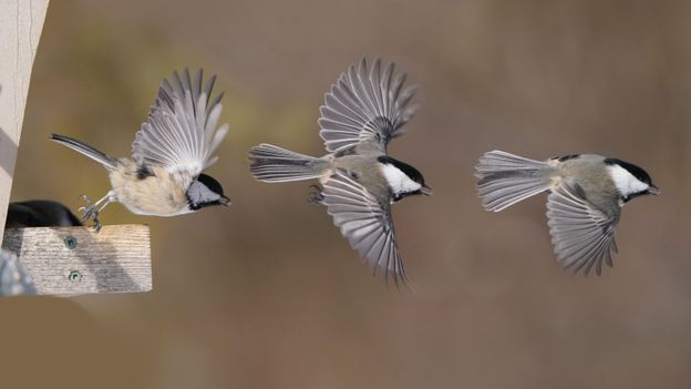 Should you feed garden birds?