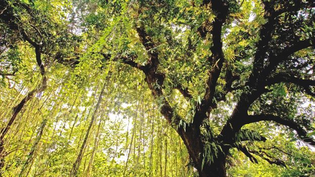 The people resurrecting India's ancient fruit trees