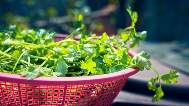 Coriander: The unsung hero of Indian cuisine