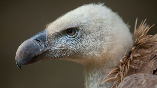 How Kenya is healing toxic relationship between vultures and