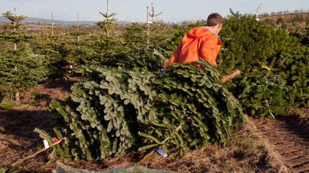 The overlooked benefits of real Christmas trees