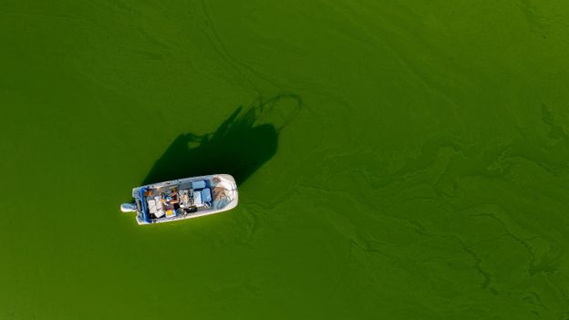 The pollution causing harmful algal blooms