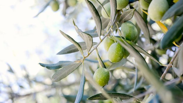 The plan to save Italy's dying olive trees with dogs