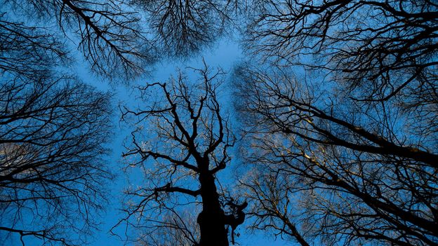 Firewood theft: The forests where trees are going missing - BBC Future